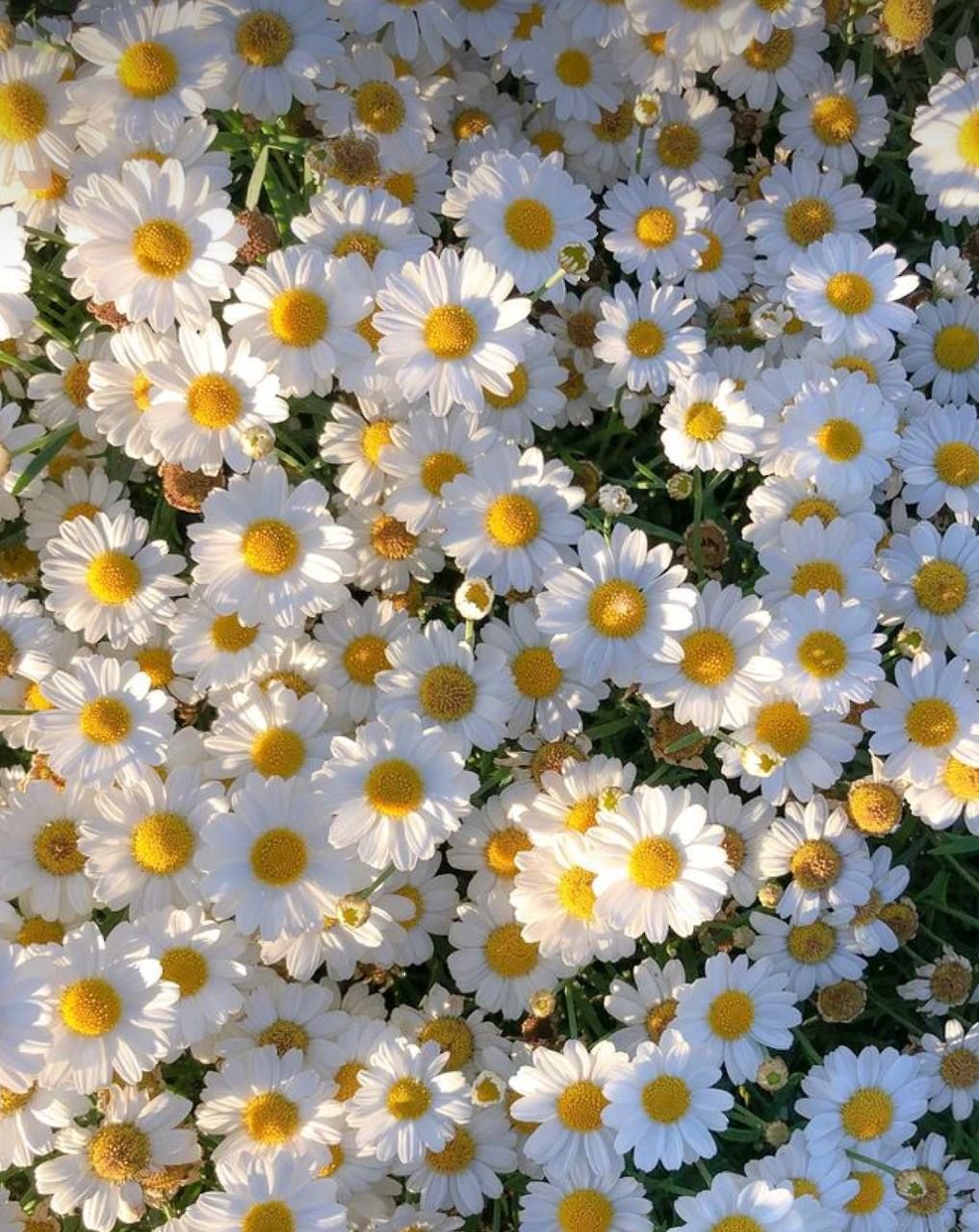 ดอกคัตเตอร์