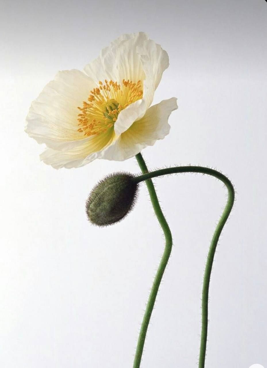 ดอกป๊อปปี้สีขาว