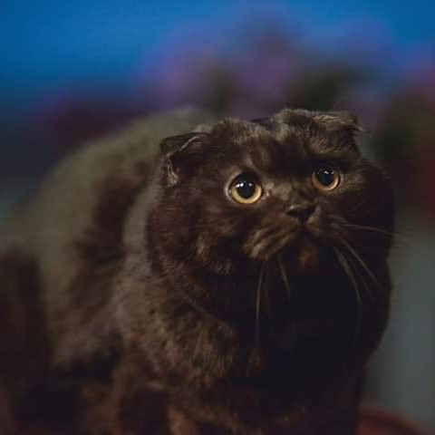 ต้าชิง [แมวตัวกลม]